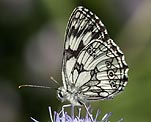 Schachbrettfalter (Melanargia galathea) [2378 views]