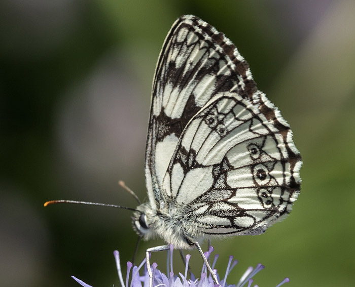 Schachbrettfalter (Melanargia galathea)