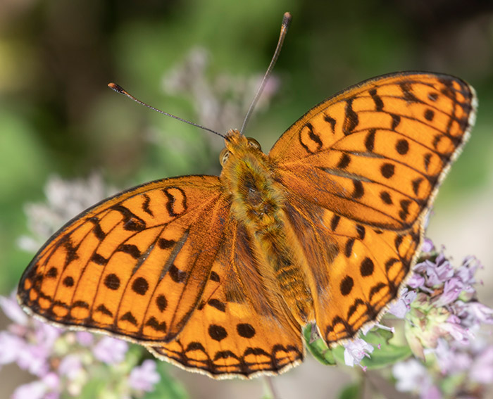 Märzveilchen-Perlmutterfalter (Argynnis adippe)