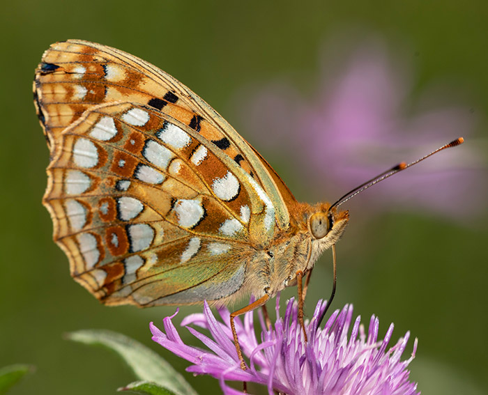 Mrzveilchen-Perlmutterfalter (Argynnis adippe)