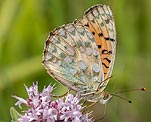 Groer Perlmutterfalter (Argynnis aglaja) [2082 views]