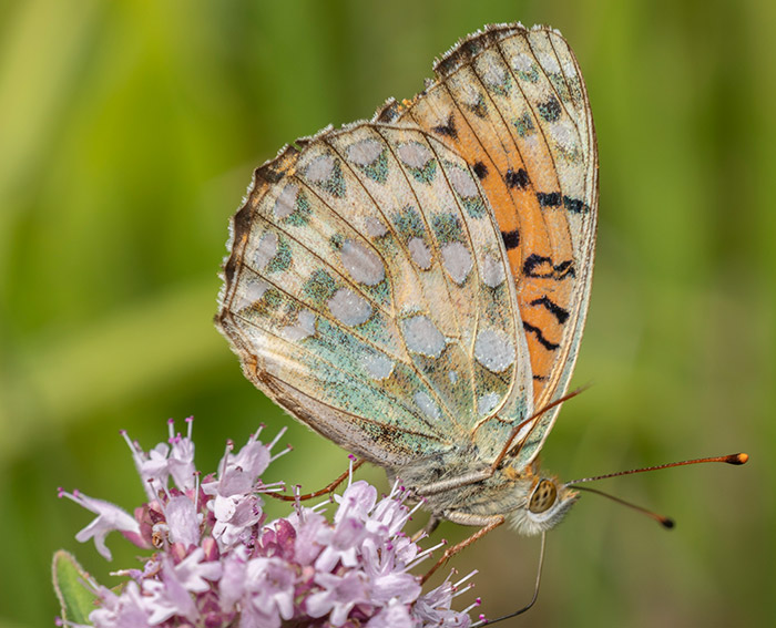 Groer Perlmutterfalter (Argynnis aglaja)