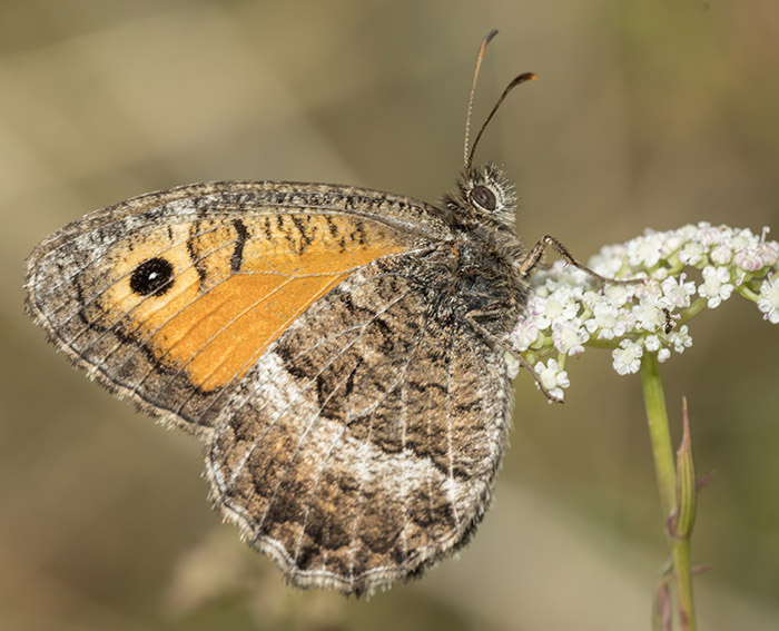 Rotbinden-Samtfalter (Arethusana arethusa)