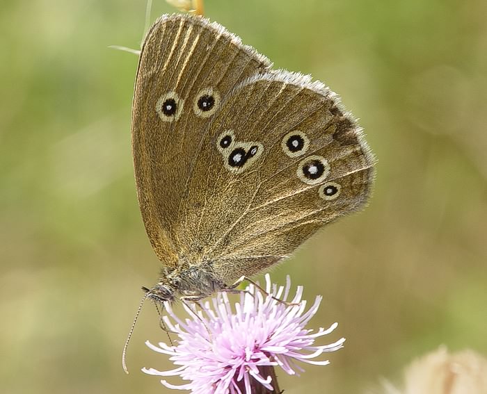 Brauner Waldvogel (Aphantopus hyperantus)