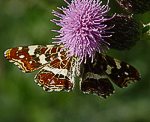 Landkrtchen (Araschnia levana) Sommerform [2623 views]