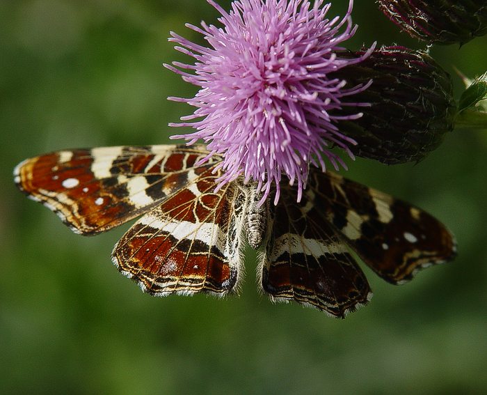 Landkrtchen (Araschnia levana) Sommerform