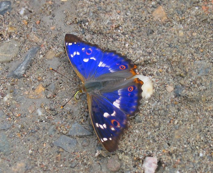 Kleiner Schillerfalter (Apatura ilia)