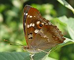 Kleiner Schillerfalter (Apatura ilia) [2571 views]