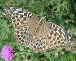 Kaisermantel (Argynnis paphia f. valesina) <br> graubraune Form [2467 views]