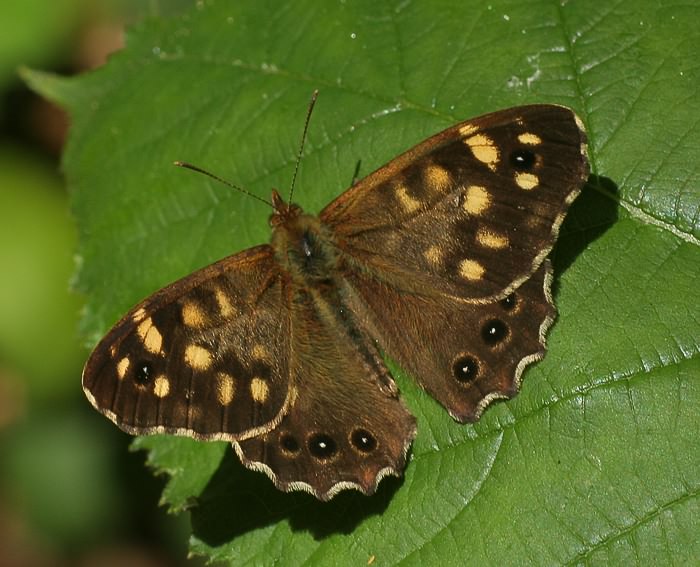 Waldbrettspiel (Pararge aegeria)