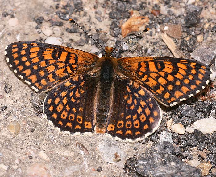 Wegerich-Scheckenfalter (Melitaea cinxia)