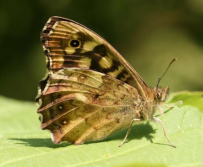 Waldbrettspiel (Pararge aegeria)