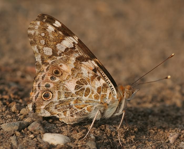 Distelfalter (Vanessa cardui)