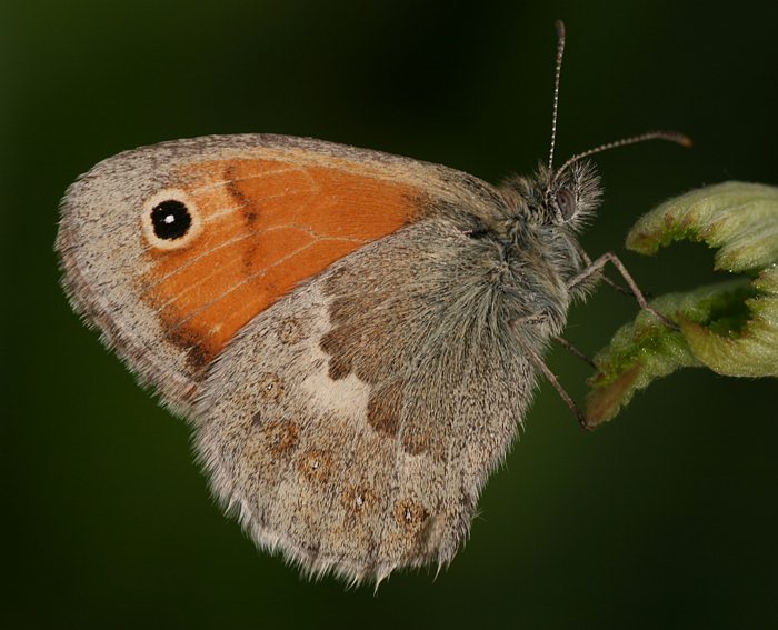 Kleiner Heufalter (Coenonympha pamphilus)