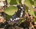 Blauschwarzer Eisvogel (Limenitis reducta) [2644 views]