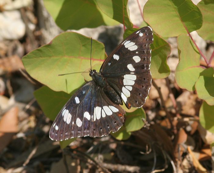 Blauschwarzer Eisvogel (Limenitis reducta)