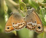 (Coenonympha dorus) Kopula [2831 views]