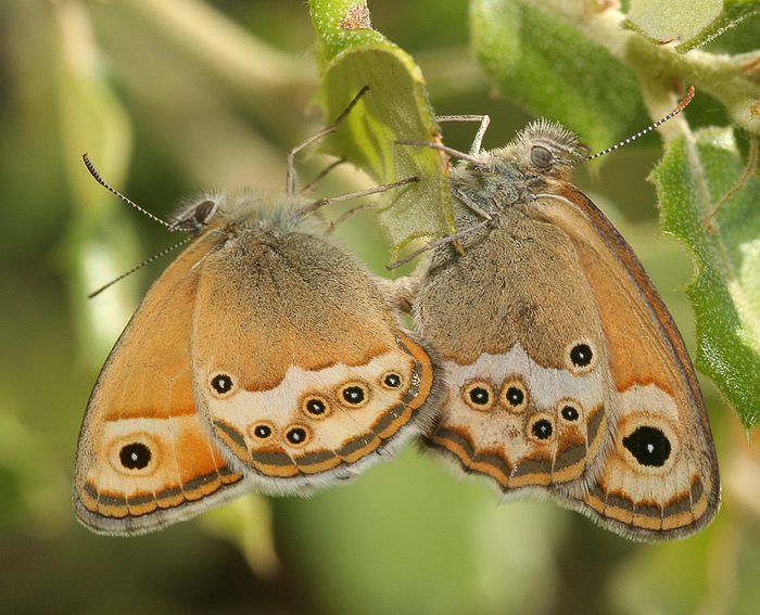 (Coenonympha dorus) Kopula