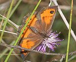 Spanisches Ochsenauge (Pyronia bathseba) [2431 views]