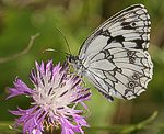 (Melanargia lachesis) [2372 views]