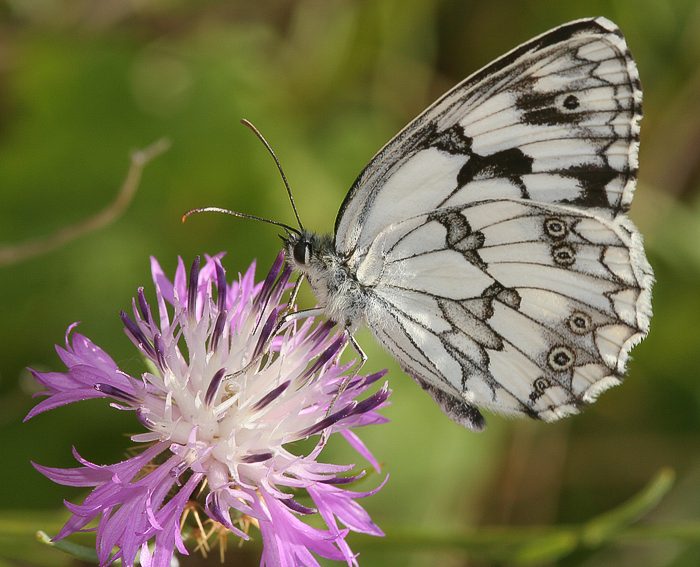 (Melanargia lachesis)