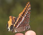 Erdbeerbaumfalter (Charaxes jasius) [2636 views]