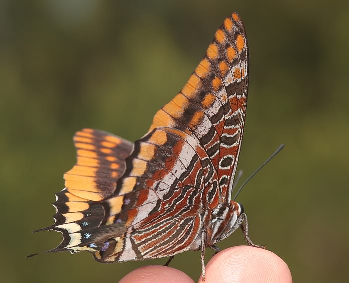 Erdbeerbaumfalter (Charaxes jasius)