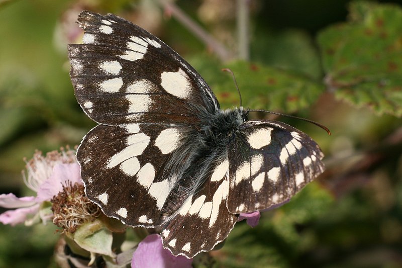 Schachbrettfalter (Melanargia galathea f. procida)