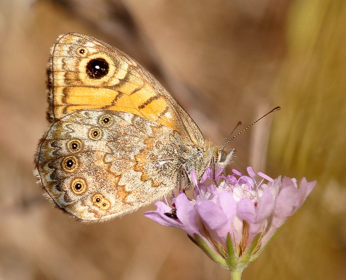 Mauerfuchs (Lasiommata megera)