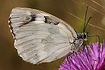 Schachbrettfalter (Melanargia galathea f. leucomelas) [2030 views]