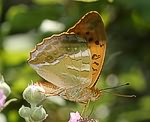 Kaisermantel (Argynnis paphia) [2500 views]