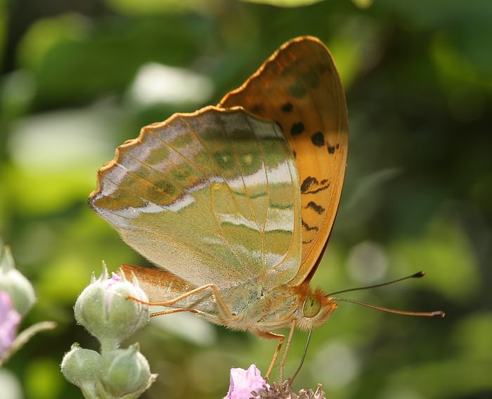 Kaisermantel (Argynnis paphia)