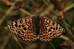 Roter Scheckenfalter (Melitaea didyma) ♀ [2099 views]