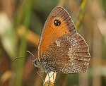 Rotbraunes Ochsenauge (Pyronia tithonus) [2558 views]