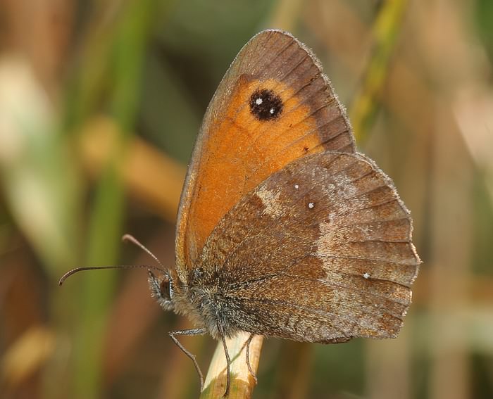 Rotbraunes Ochsenauge (Pyronia tithonus)