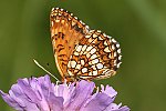 Baldrian-Scheckenfalter (Melitaea diamina) [2179 views]