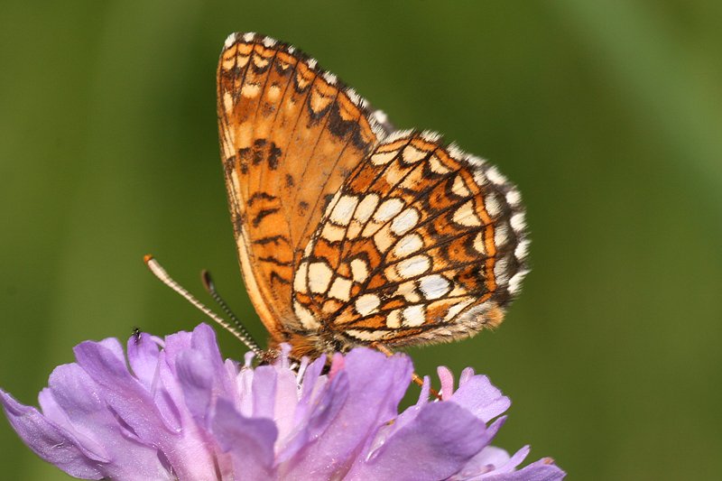 Baldrian-Scheckenfalter (Melitaea diamina)