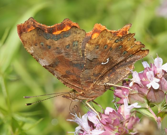 C-Falter (Polygonia C-album)