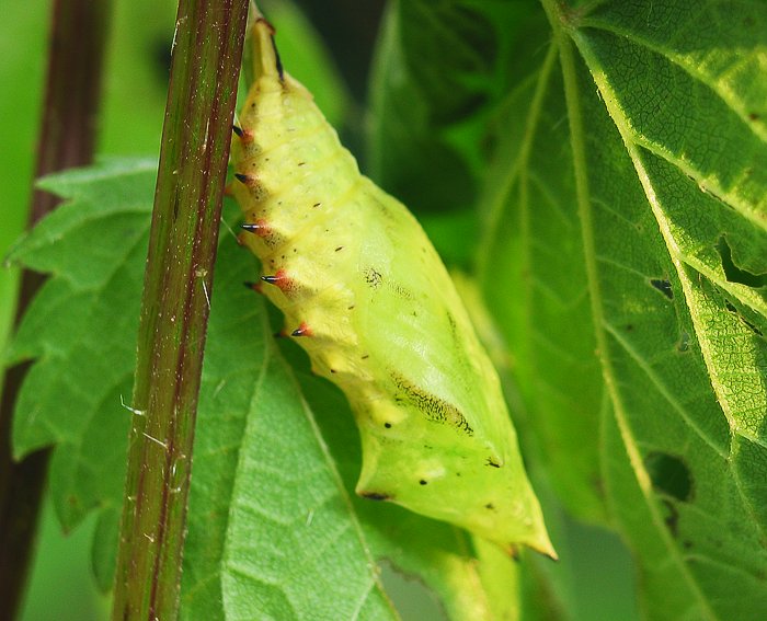 Tagpfauenauge (Inachis io) Puppe