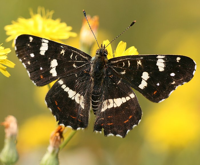 Landkrtchen (Araschnia levana) Sommerform