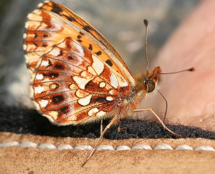 Magerrasen-Perlmutterfalter (Boloria dia)