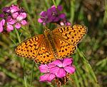 Stiefmtterchen Perlmutterfalter (Argynnis niobe) [2400 views]