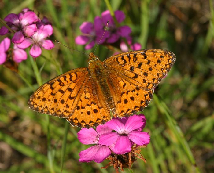 Stiefmtterchen Perlmutterfalter (Argynnis niobe)