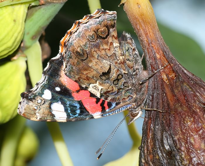 Admiral (Vanessa atalanta)