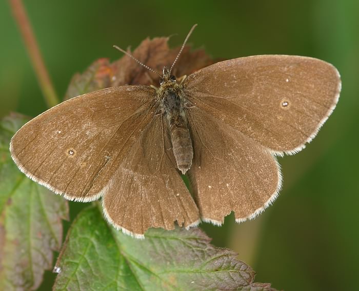 Brauner Waldvogel (Aphantopus hyperantus)