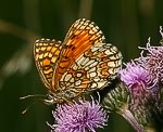 Wachtelweizen Scheckenfalter (Melitaea athalia) [2466 views]