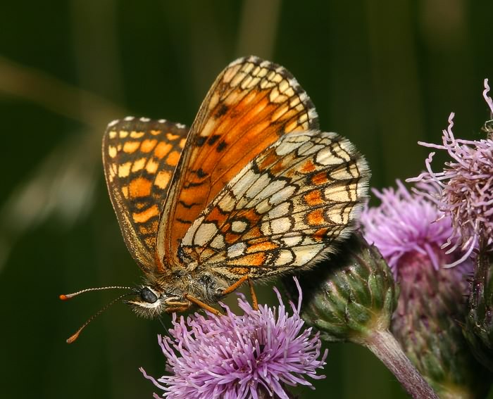 Wachtelweizen Scheckenfalter (Melitaea athalia)