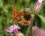 Magerrasen-Perlmutterfalter (Boloria dia) [2261 views]