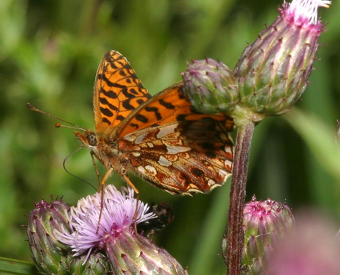 Magerrasen-Perlmutterfalter (Boloria dia)