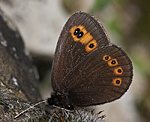 Rundaugen Mohrenfalter (Erebia medusa) [1823 views]